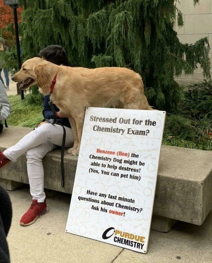Benzene Is A Very Good Chemistry Doggy @ Purdue