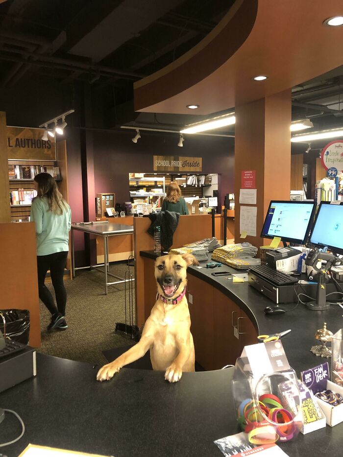 My Dog Working The University Bookstore Counter For A Bit