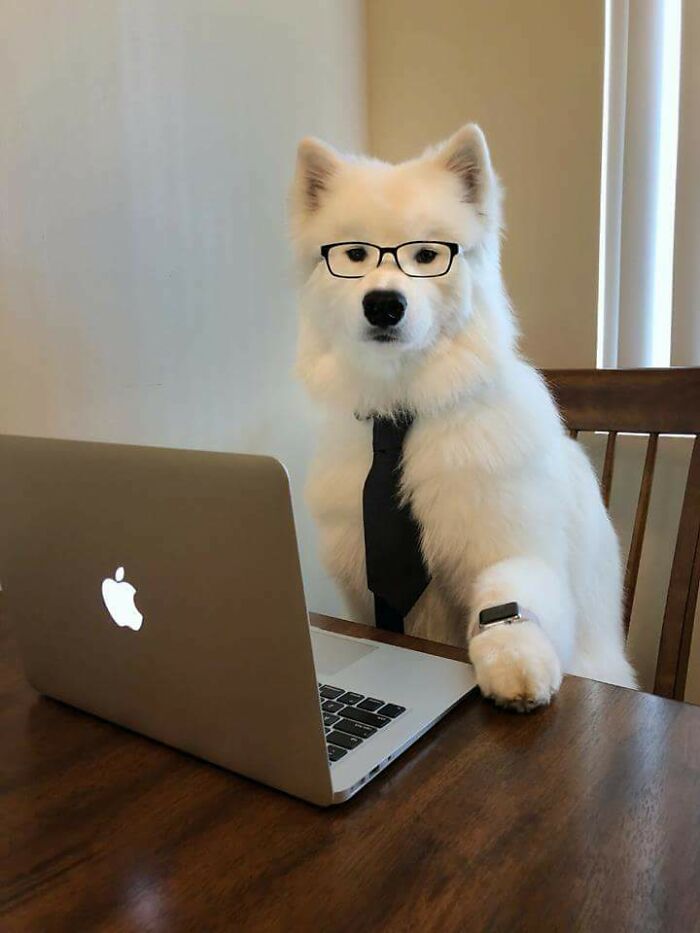 Lawyer Pup Will Proudly Represent You Pro Bone-O
