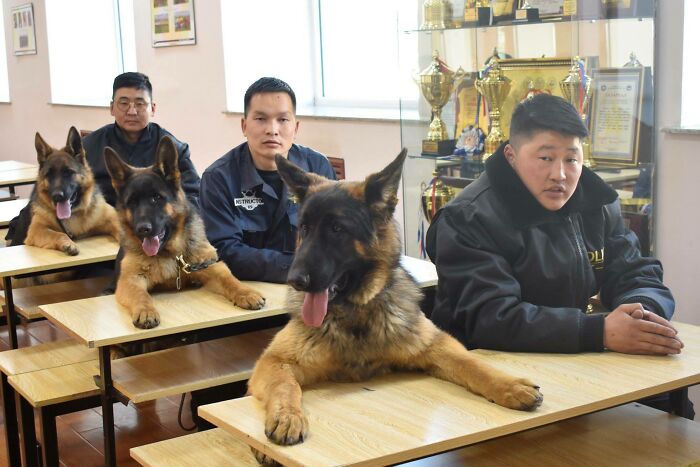 Perros policía aprendiendo su trabajo