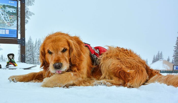 This Is Rocky! He Is One Of Vail Mtn's Avalanche Rescue Dogs!