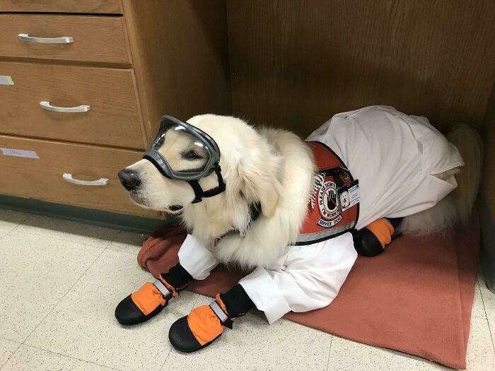 Science Service Dog, “Just Watching My Human Do Science.” Safety First. Personal Protective Equipment