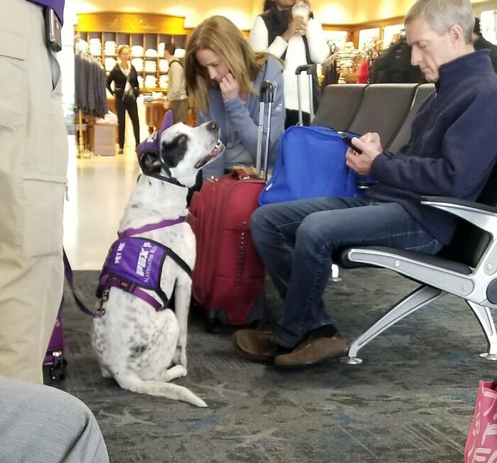 Ozzie The Airport Comfort Dog Is A 12/10 Good Boy Even When Being Ignored