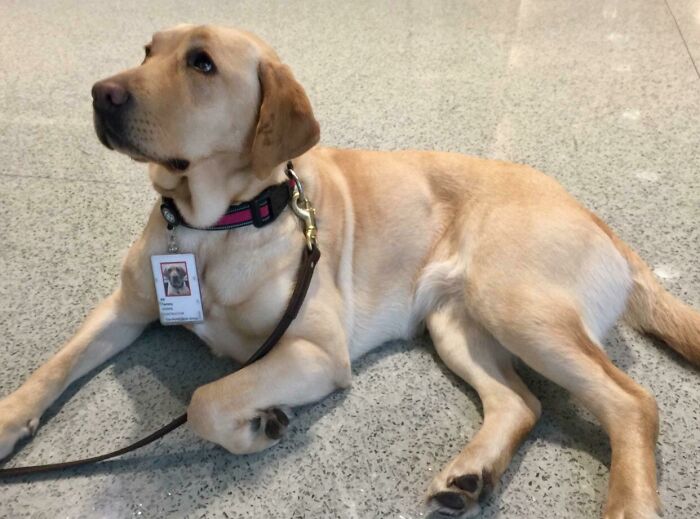 This Is Tammy, The World Bank’s Bomb Sniffing Dog