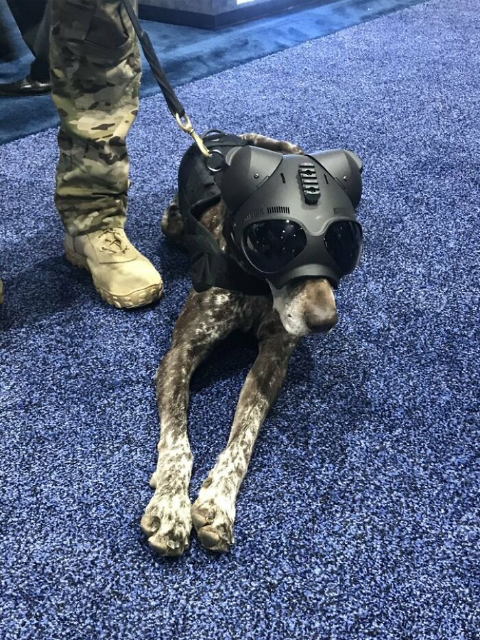 Bingo, The Us Coast Guard Explosives Detection Dog. His Helmet Includes Mounts That Can Be Used For A Camera Or A Light