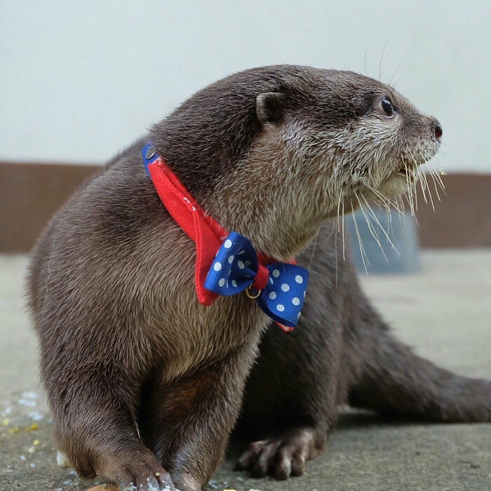 Cute Little Otter With A Bow Tie