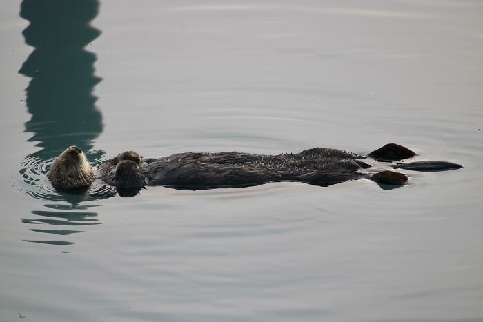 ITAP Of A Sleepy Sea Otter In Alaska