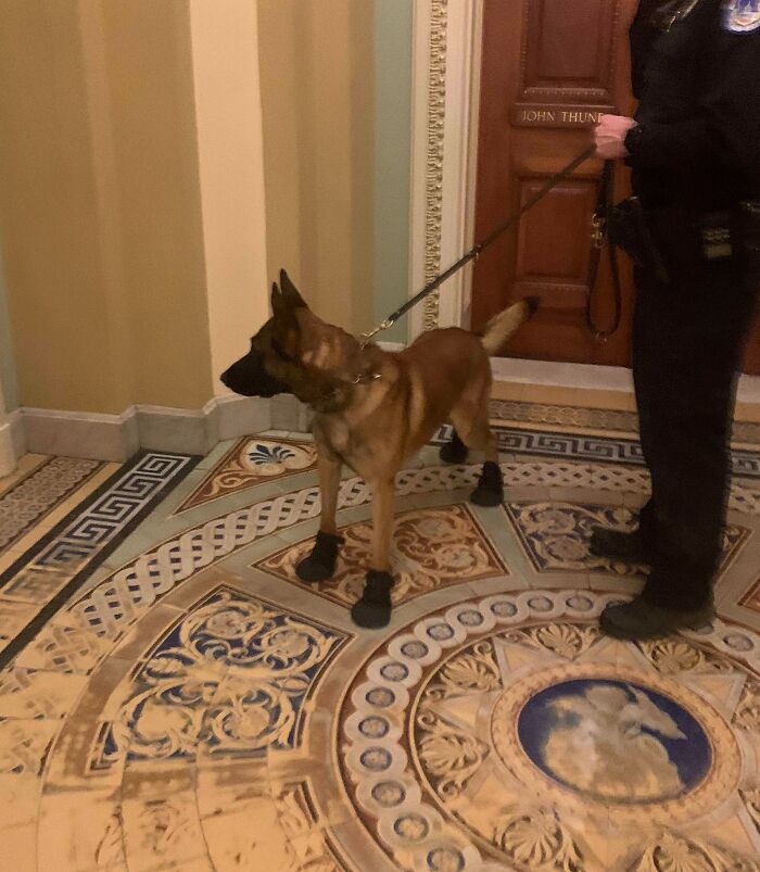 A Friendly Bomb Sniffing Pupper At Congress Wearing Booties To Protect His Paws From Broken Glass