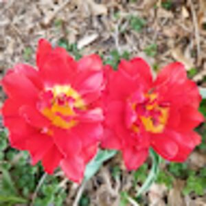 jenniferwalker_3 avatar