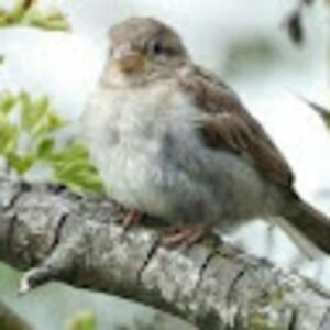 justalittlesparrowwithcheepinternetaccess avatar