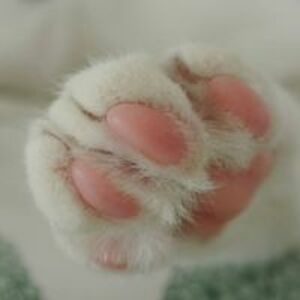 bebifilipovic8 avatar