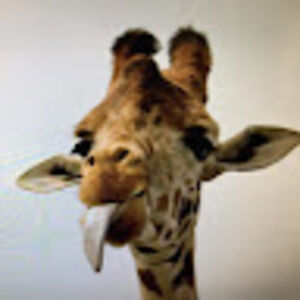 glennmilliken avatar