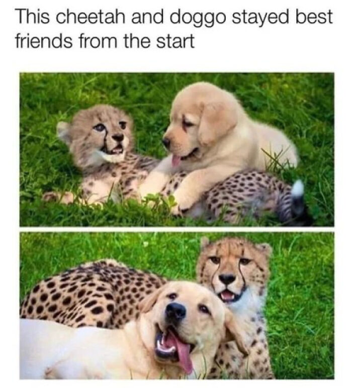 There Are Best Friends