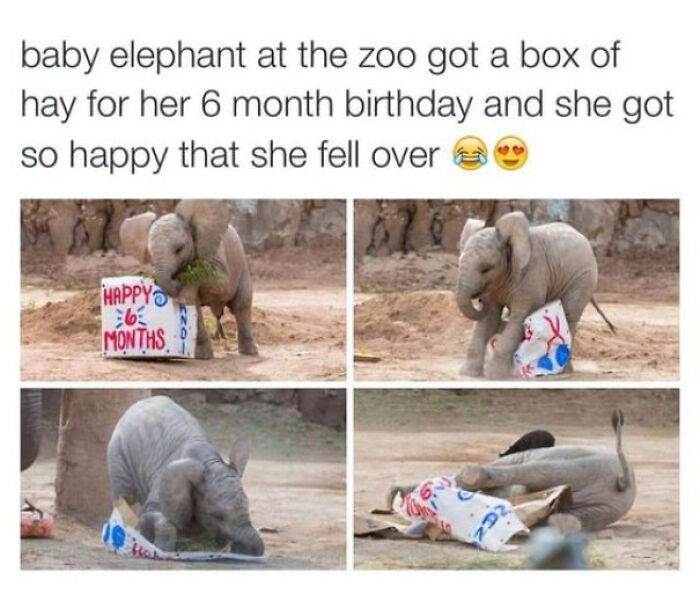 Love Elephants And This Sweetheart Just Made My Day!