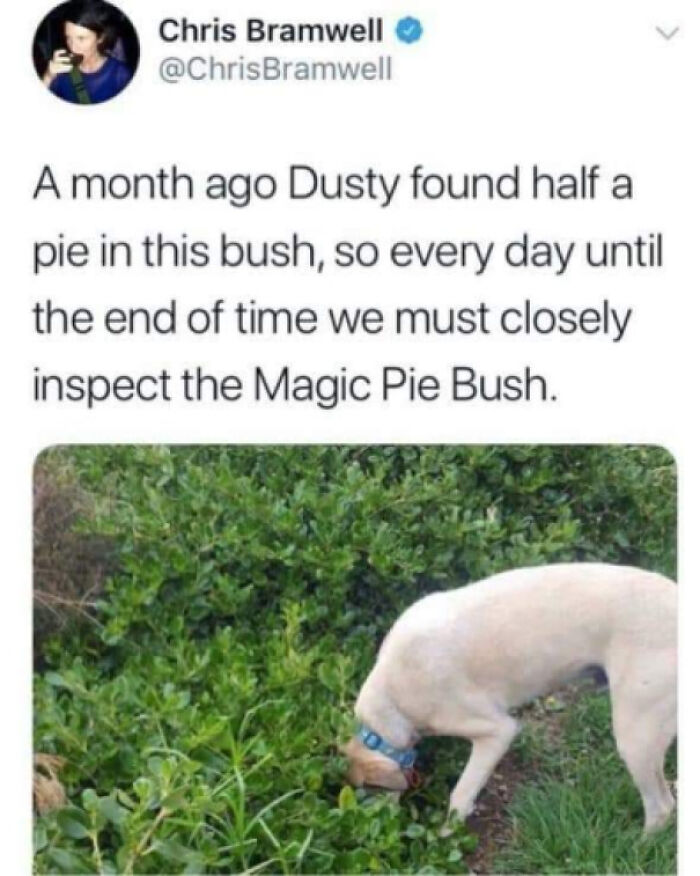 Mmmm Yes Must Check Magic Pie Bush