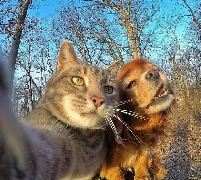 A Cat Who Takes Selfies! What Do You Think Of It? 😍