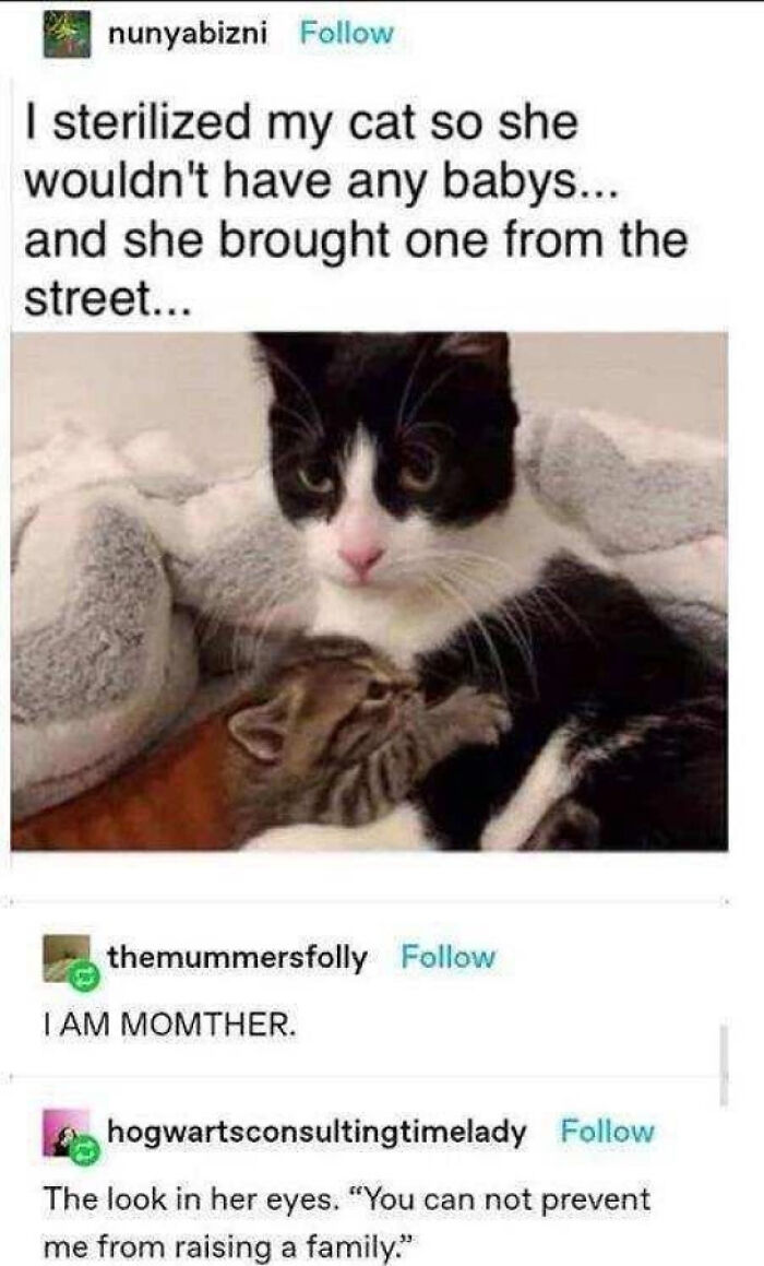 Mom Cat