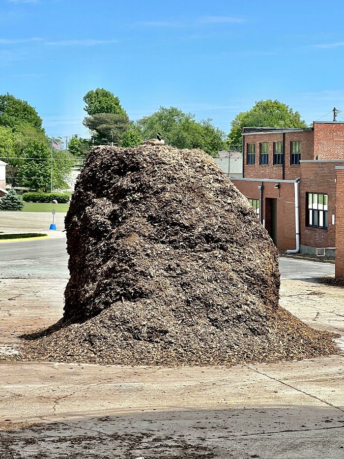 Every Year This Goose Builds Her Nest Atop A Giant Wood Chip Pile At Our University Power Plant. The Guys Do A Great Job Of Carving Away The Pile Without Endangering Her Or The Eggs