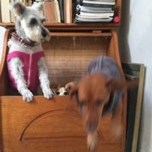 susodichonodeseado avatar