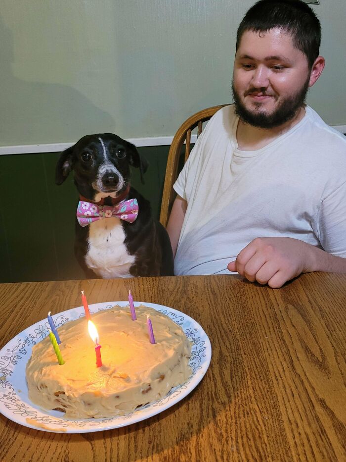 Le hice a mi perro una pajarita y un pastel para el día de su adopción/aniversario