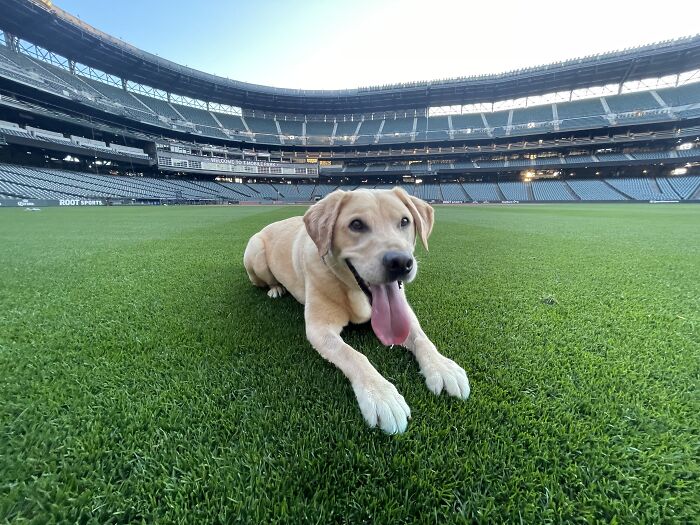 This Is Tucker. He's A 4-Year-Old Lab/Retriever Mix And He Was Just Adopted By The Seattle Mariners Clubhouse