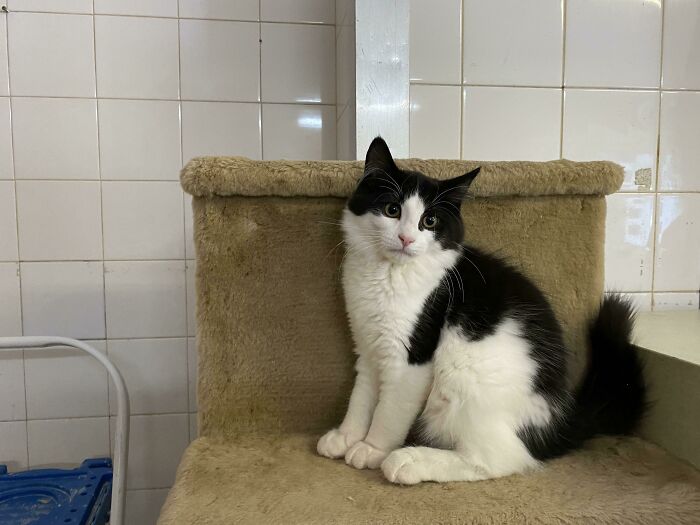 Big Day Today For Avatar From Our Cat Shelter. His First Time In The Adoption Room Where He’s Free To Run Around And Play As He Likes. Meeting The Others Was A Little Stressful But He Did Really Well