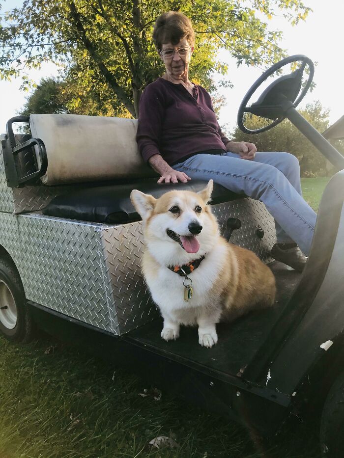 Did I Buy My Grandma And Her Senior Corgi A Utility Cart To Keep On Doing What They Love On Our Farm? You Betcha