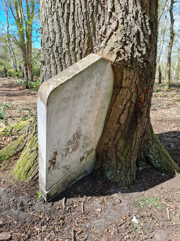 The Gravestone Is Being Devoured By The Tree. Brookwood, UK