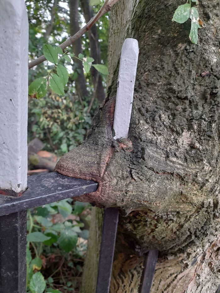 The Trees In My Local Park Are Very Hungry