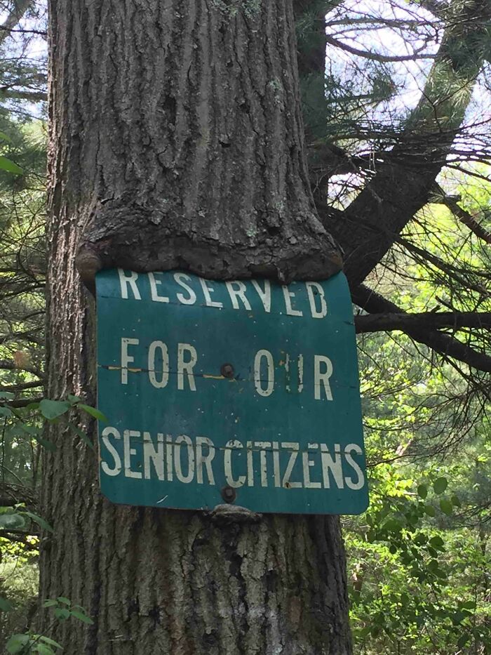 Tree Hungry For Senior Citizens