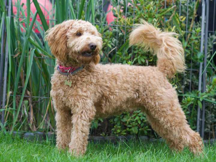 “Hey Pandas, Show Me The Best Pic Of Your Dog”