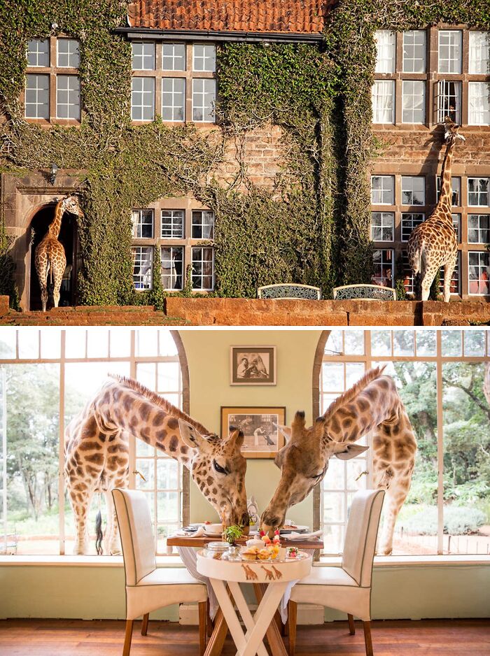 Giraffe Manor, Kenya