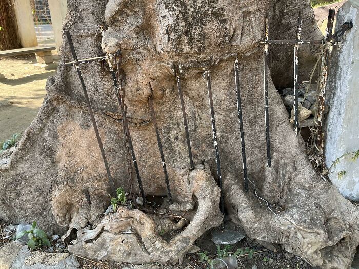 Fence-Eating Tree