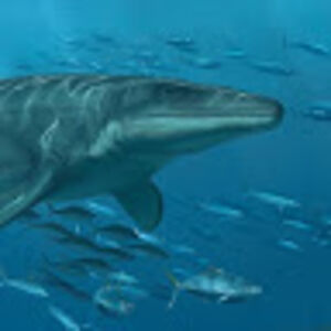 tristantaylor_1 avatar