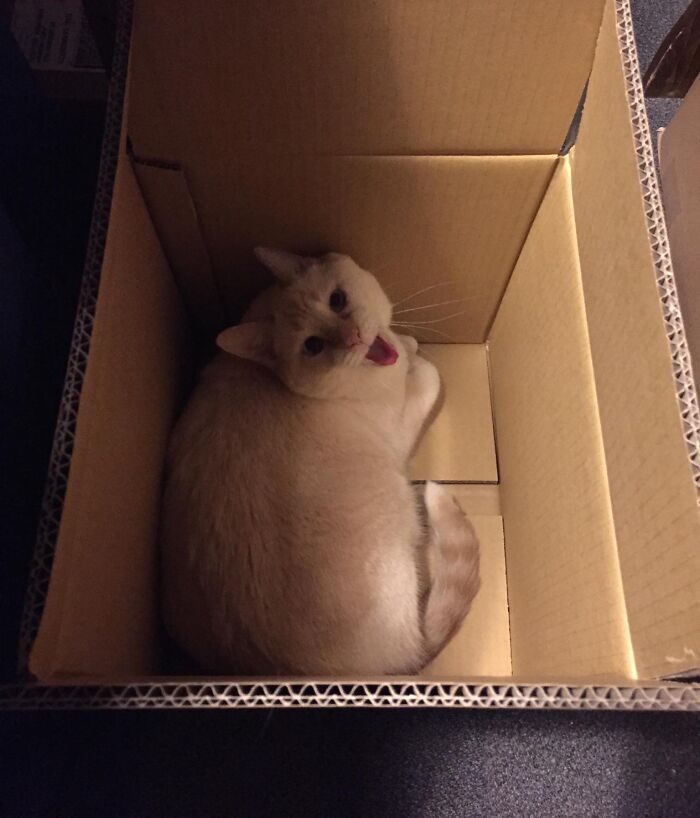 Happy white cat in a box 