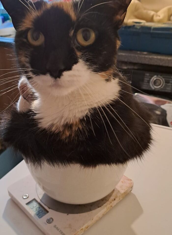 Weighing Lana Before I Wormed Her, She's Still Small Enough To Be Weighed In Kitchen Scales, Maybe I Should Have Used A Bigger Bowl, The Look On Her Face Is Priceless