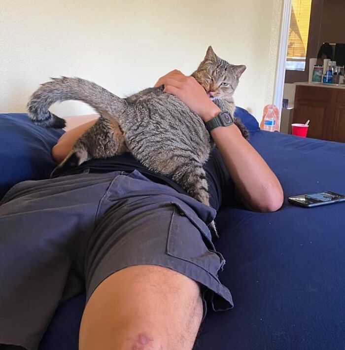 Grey cat laying on top of a man 