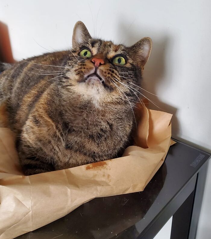 Surprised grey cat laying on paper bag 