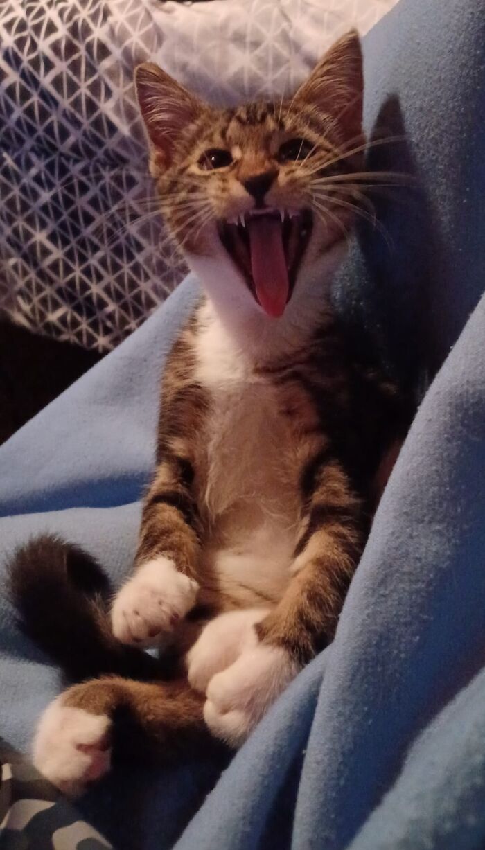 Mixed colored cat yawning while looking at the camera 
