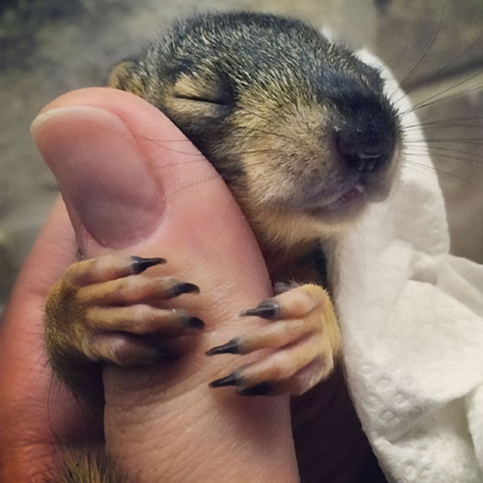 A squirrel hugging human thumb