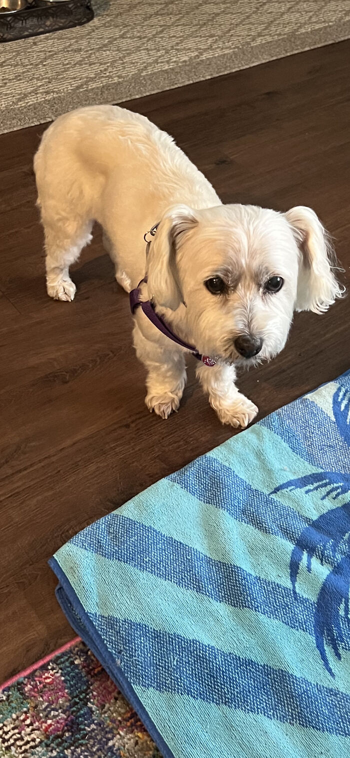 Who Is A Good Girl? I Am!