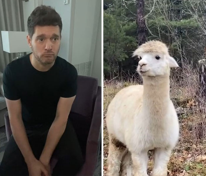 Millions Of People Can’t Get Enough Of The ‘Useless Farm’s’ Animals, Especially An Emu Named Karen, Who’s Out For Blood Millions Of People Can’t Get Enough Of The ‘Useless Farm’s’ Animals, Especially An Emu Named Karen, Who’s Out For Blood