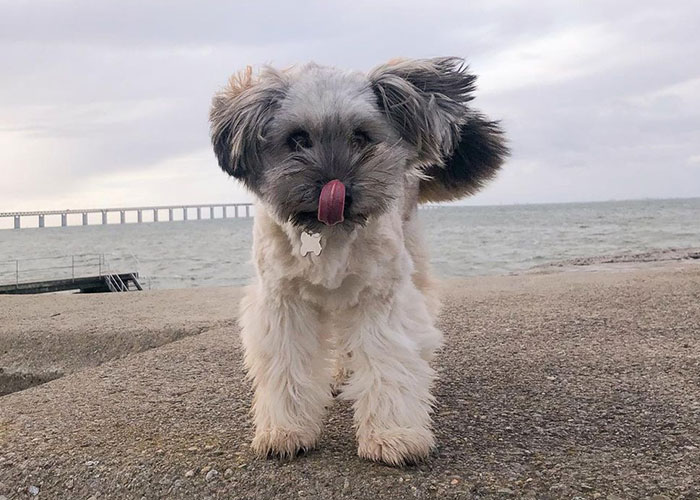 Video Of Introverted Dogs Meeting Up Has Melted Hearts All Over The Internet And Made People Say “Relatable!” Video Of Introverted Dogs Meeting Up Has Melted Hearts All Over The Internet And Made People Say “Relatable!”
