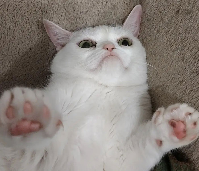 Sassiest Dwarf Kitten Comes Into Woman's Home, Steals Her Heart And Becomes Internet Sensation Sassiest Dwarf Kitten Comes Into Woman's Home, Steals Her Heart And Becomes Internet Sensation