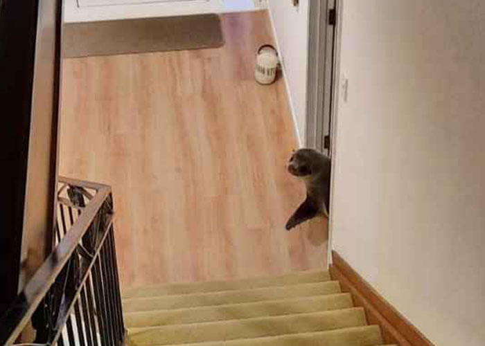 Cheeky Seal Breaks Into Family Home, Terrorizes Cat And Chills On Couch, And The Internet Is In Stitches Cheeky Seal Breaks Into Family Home, Terrorizes Cat And Chills On Couch, And The Internet Is In Stitches