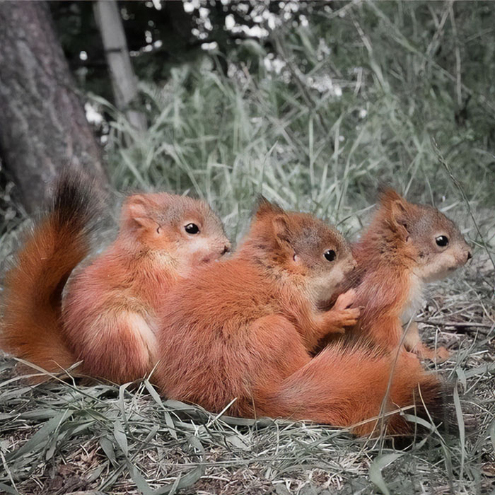 Cute Squirrel Give You A Smile Everyday