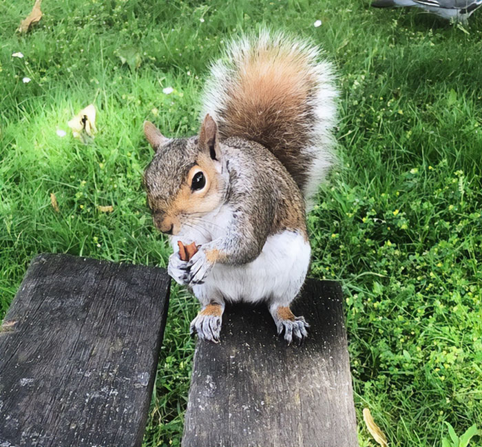 I Can’t Believe It’s Been One Whole Year Since Annabel Passed Away She Was The First Squirrel I Really Got To Know