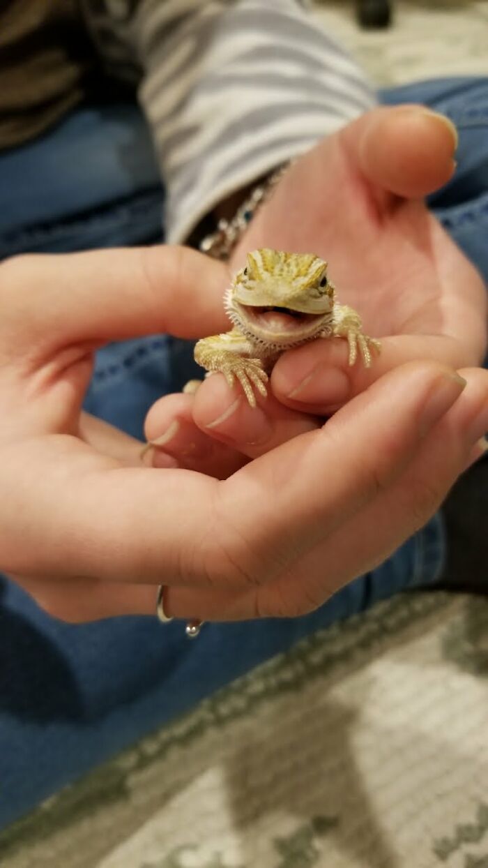 Baby Mushu The Bearded Dragon ❤