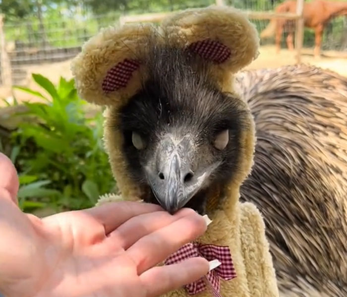 The Internet’s Most Famous Karen Is An Emu Out To Get Her Owner, With Her Antics Captured In An Ongoing Series Of Videos