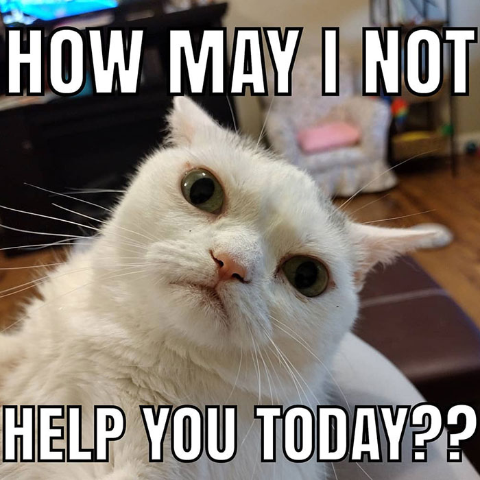 Sassiest Dwarf Kitten Comes Into Woman's Home, Steals Her Heart And Becomes Internet Sensation Sassiest Dwarf Kitten Comes Into Woman's Home, Steals Her Heart And Becomes Internet Sensation